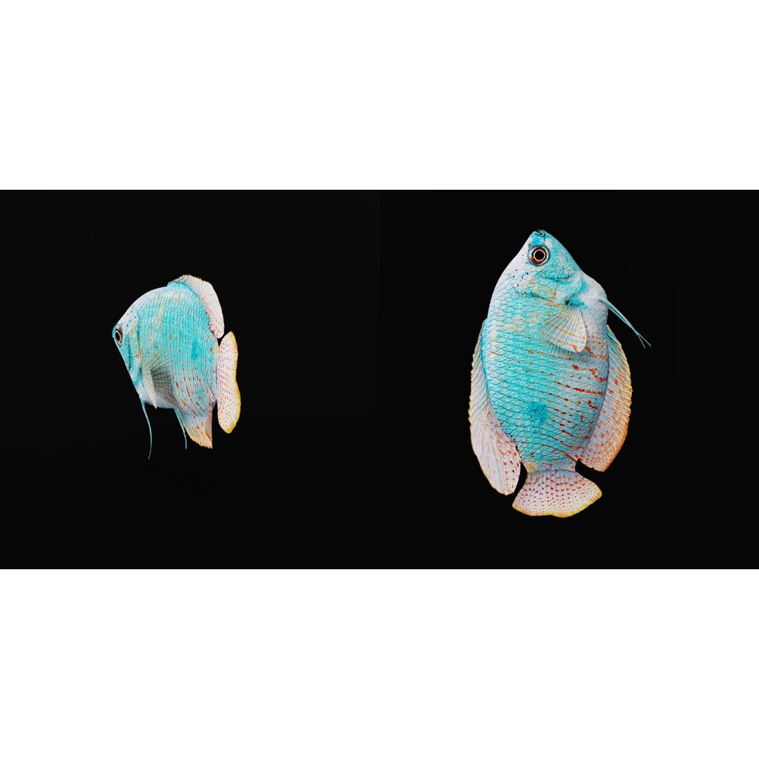 Gourami Fish 3D Model – Low Poly Game-Ready Character with Animations - View 16