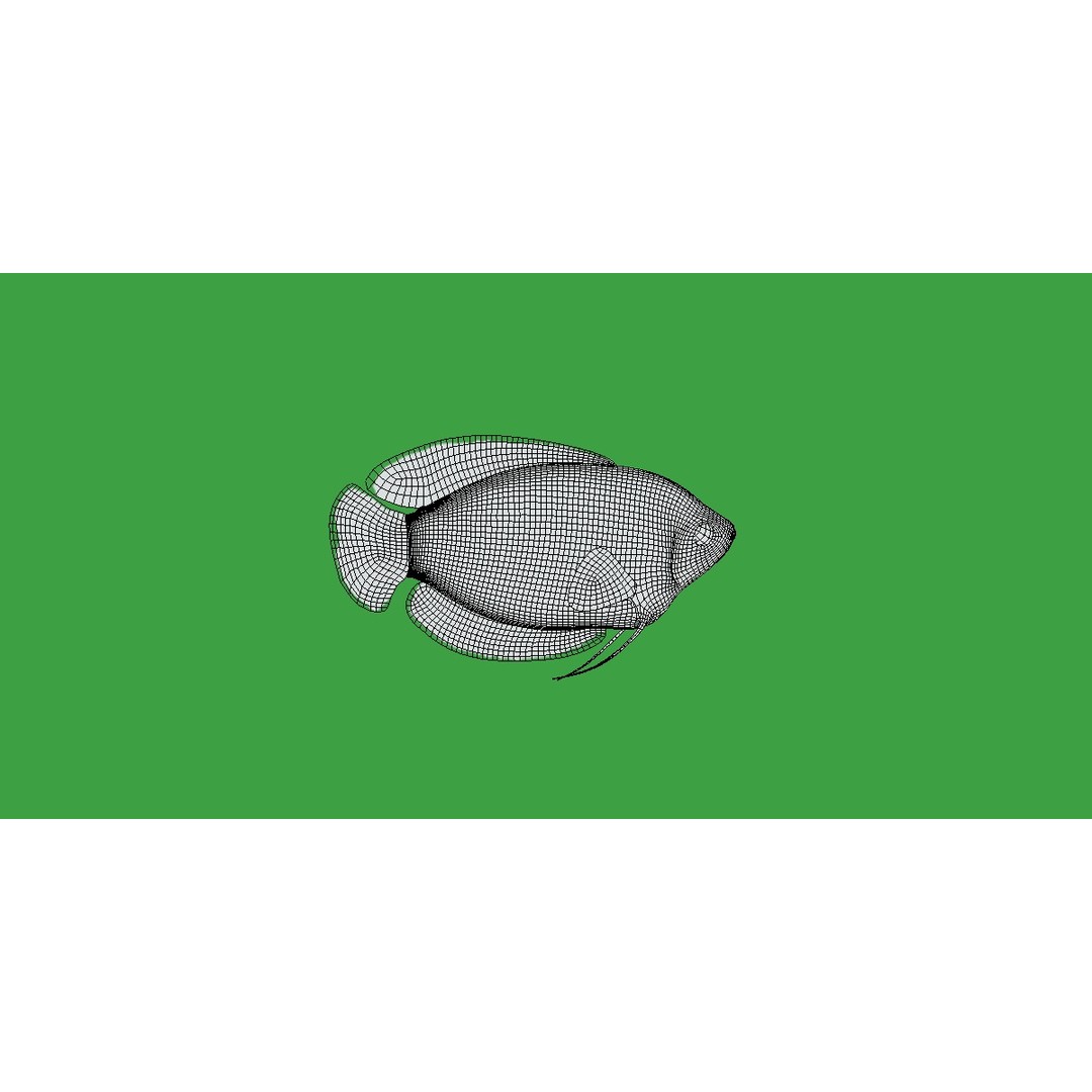 Gourami Fish 3D Model – Low Poly Game-Ready Character with Animations - View 17