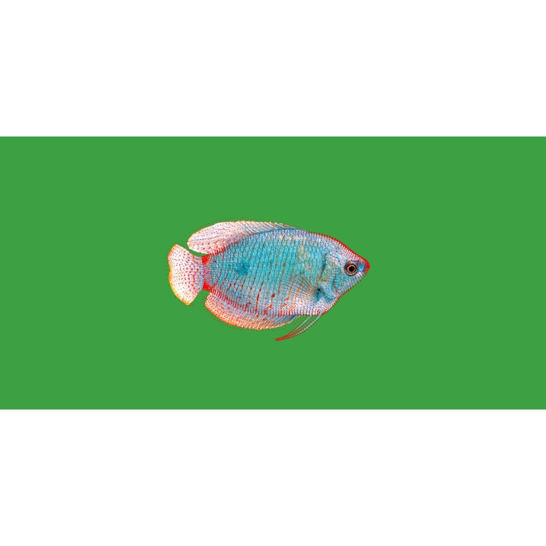 Gourami Fish 3D Model – Low Poly Game-Ready Character with Animations - View 18