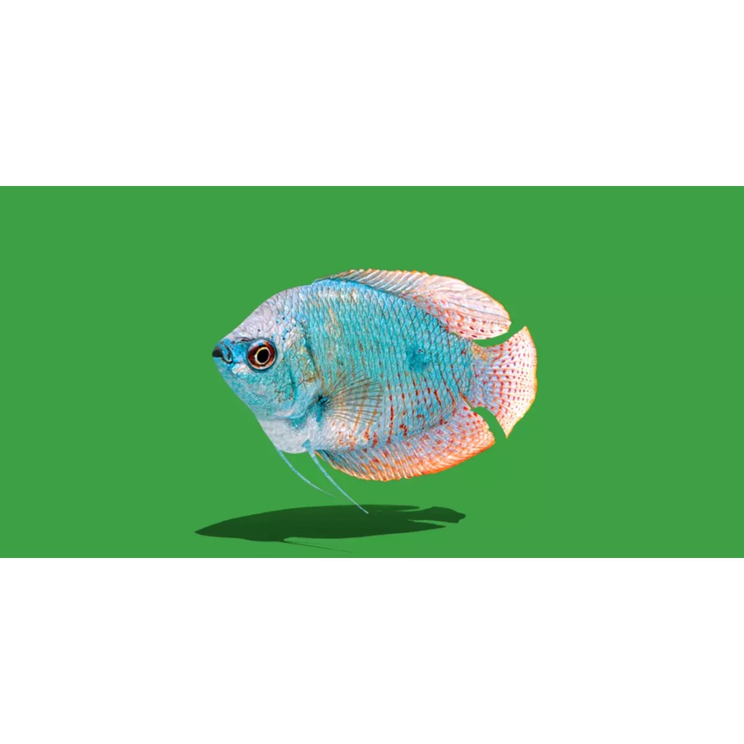 Gourami Fish 3D Model – Low Poly Game-Ready Character with Animations - View 2
