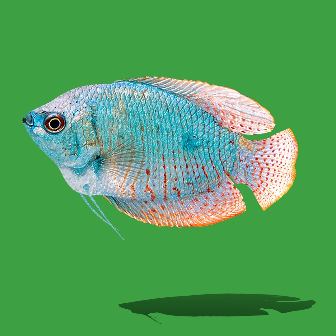 Gourami Fish 3D Model – Low Poly Game-Ready Character with Animations - View 21