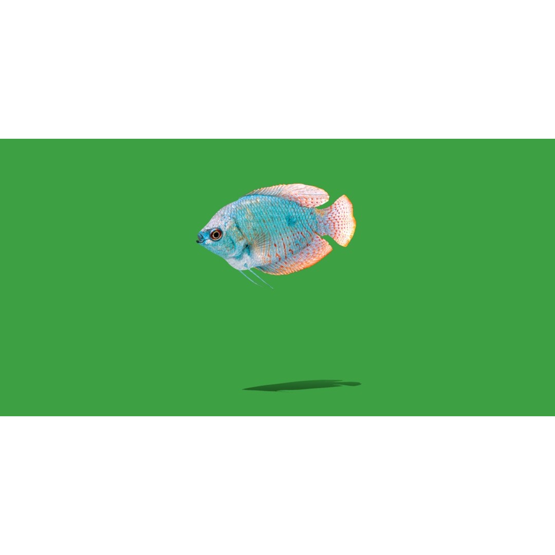 Gourami Fish 3D Model – Low Poly Game-Ready Character with Animations - View 22