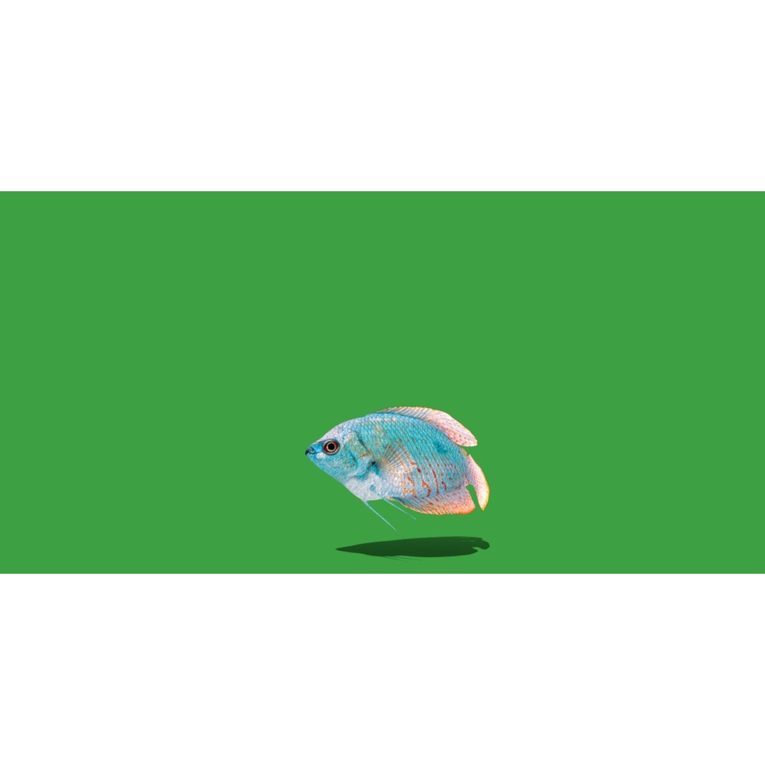 Gourami Fish 3D Model – Low Poly Game-Ready Character with Animations - View 23
