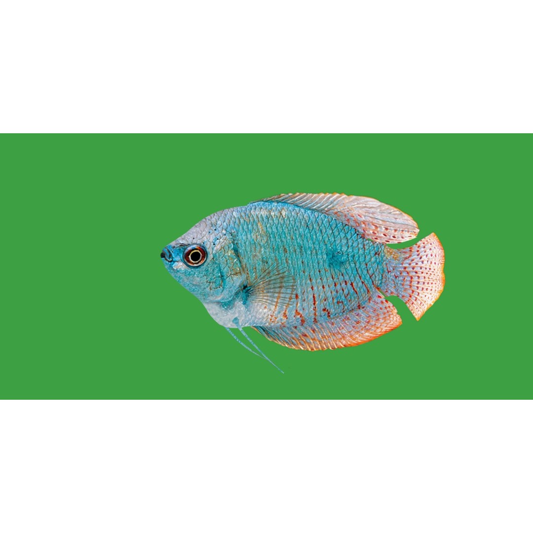 Gourami Fish 3D Model – Low Poly Game-Ready Character with Animations - View 25