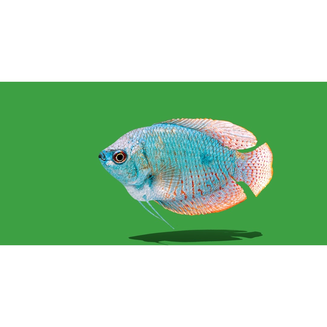 Gourami Fish 3D Model – Low Poly Game-Ready Character with Animations - View 26
