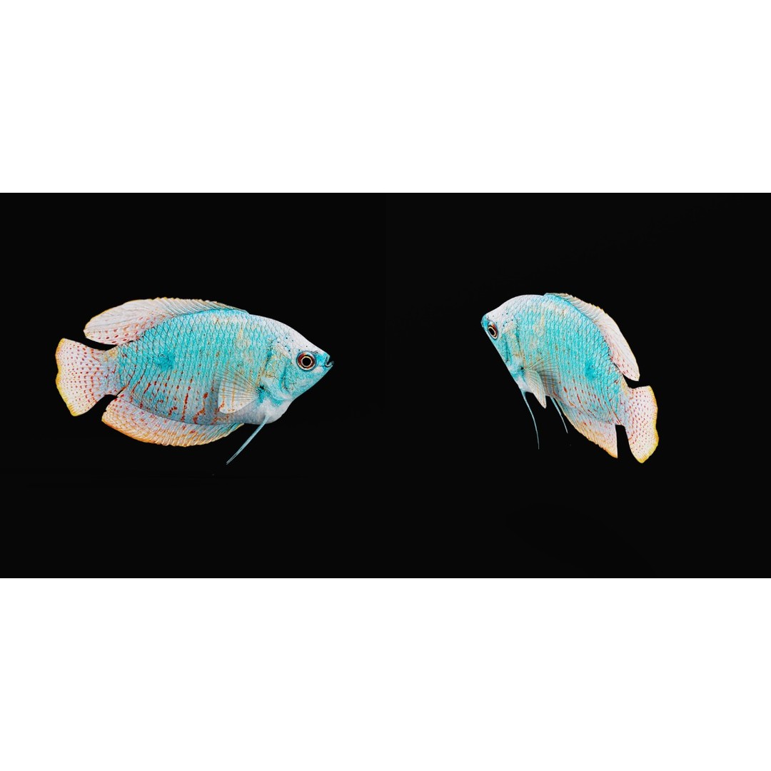 Gourami Fish 3D Model – Low Poly Game-Ready Character with Animations - View 28