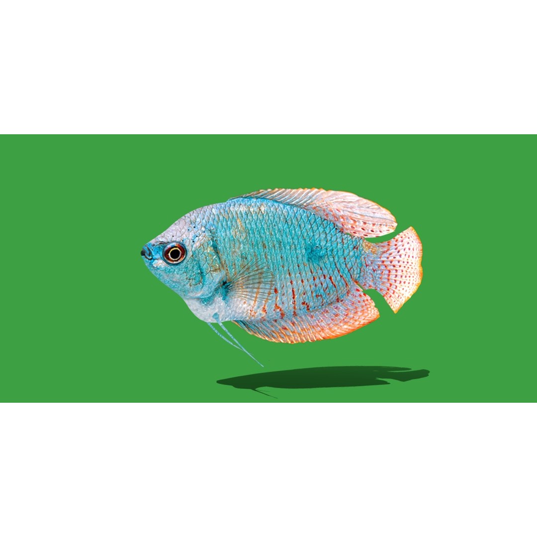 Gourami Fish 3D Model – Low Poly Game-Ready Character with Animations - View 29