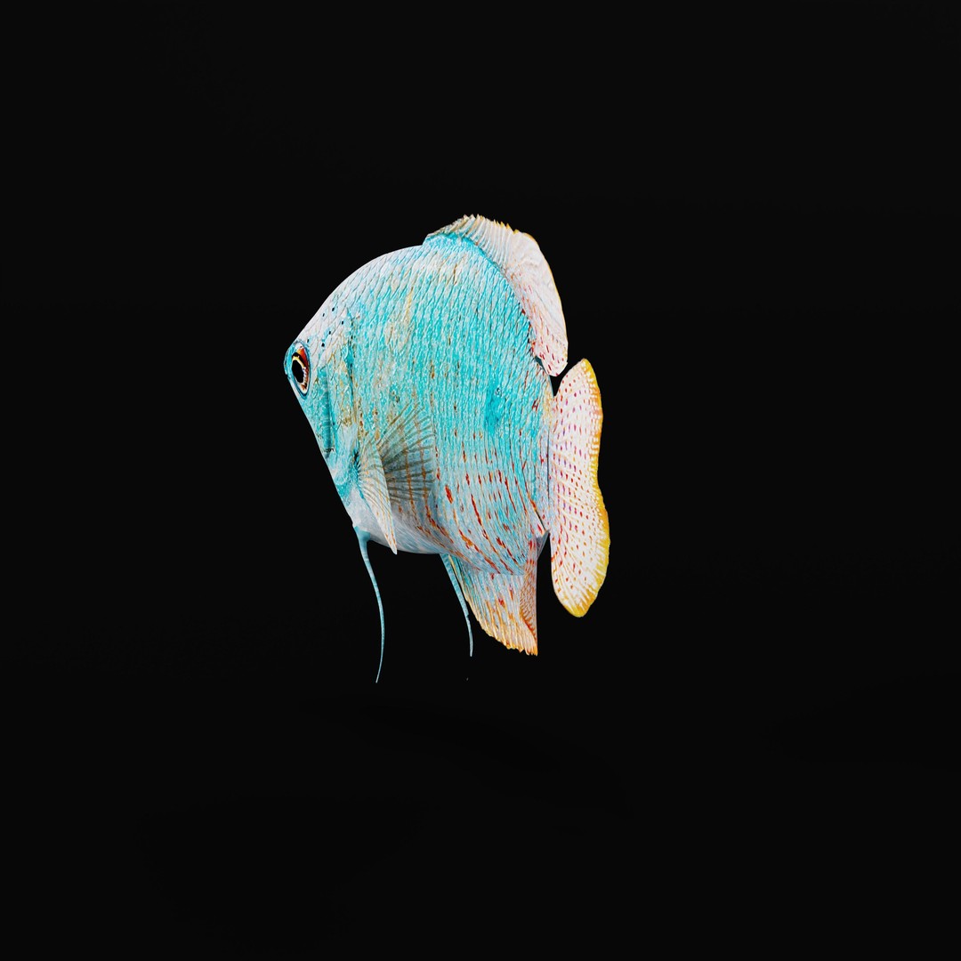 Gourami Fish 3D Model – Low Poly Game-Ready Character with Animations - View 30