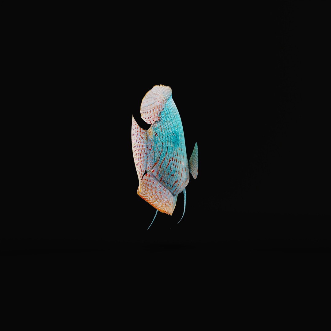Gourami Fish 3D Model – Low Poly Game-Ready Character with Animations - View 31