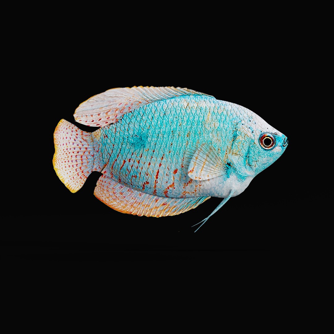 Gourami Fish 3D Model – Low Poly Game-Ready Character with Animations - View 32