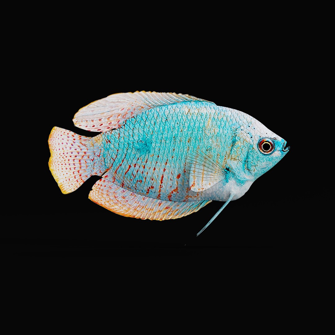 Gourami Fish 3D Model – Low Poly Game-Ready Character with Animations - View 33