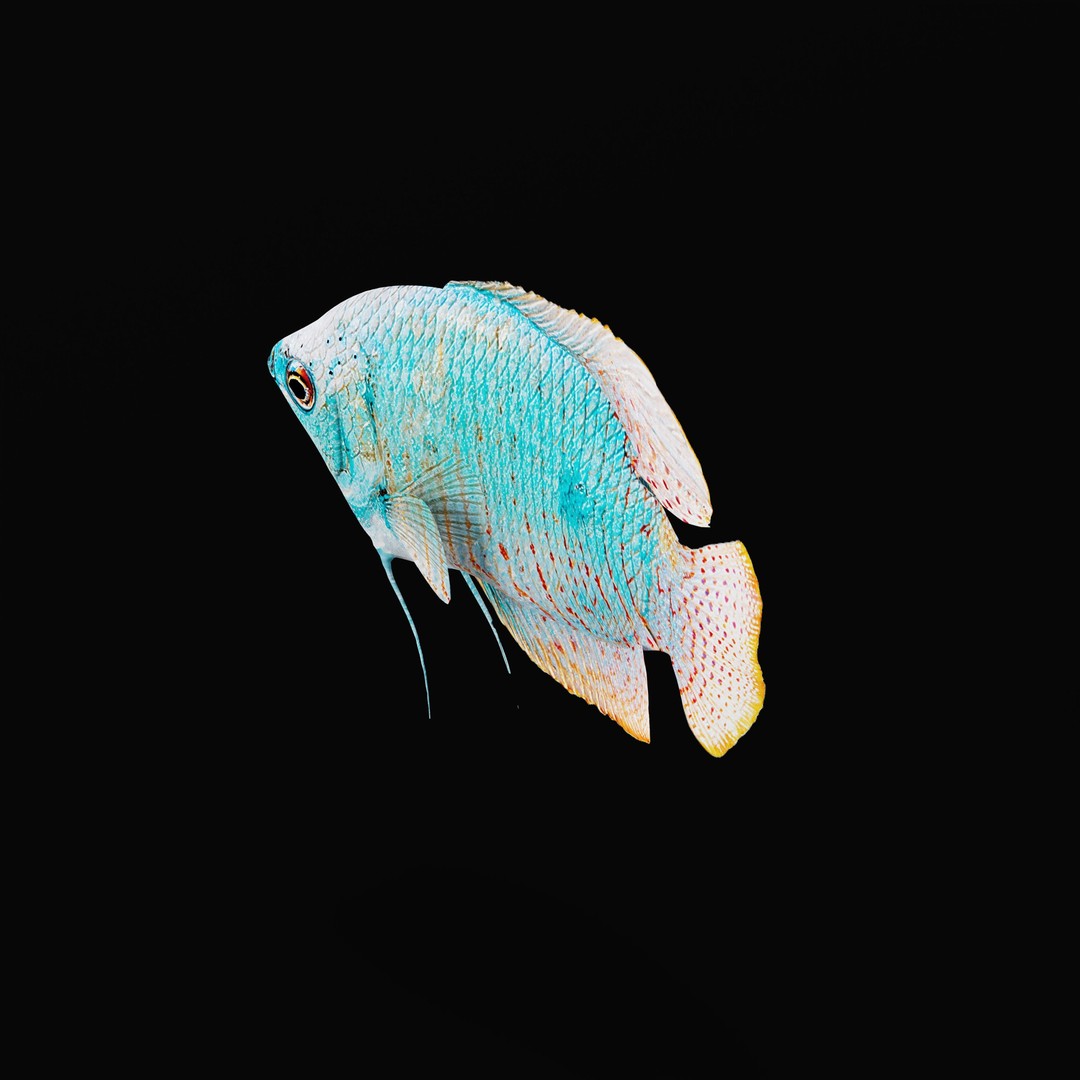 Gourami Fish 3D Model – Low Poly Game-Ready Character with Animations - View 34