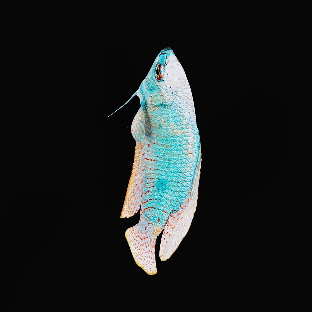 Gourami Fish 3D Model – Low Poly Game-Ready Character with Animations - View 35