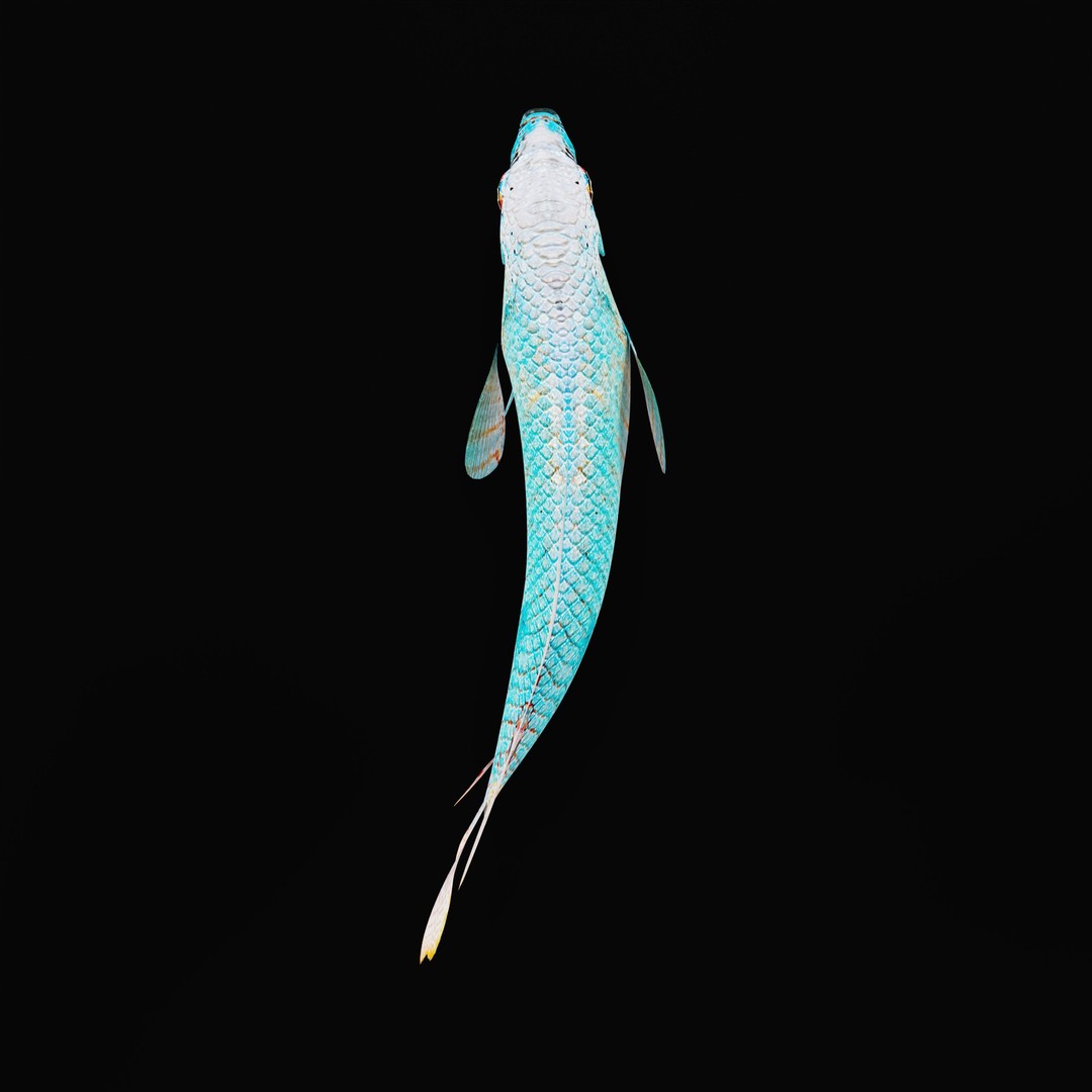 Gourami Fish 3D Model – Low Poly Game-Ready Character with Animations - View 36