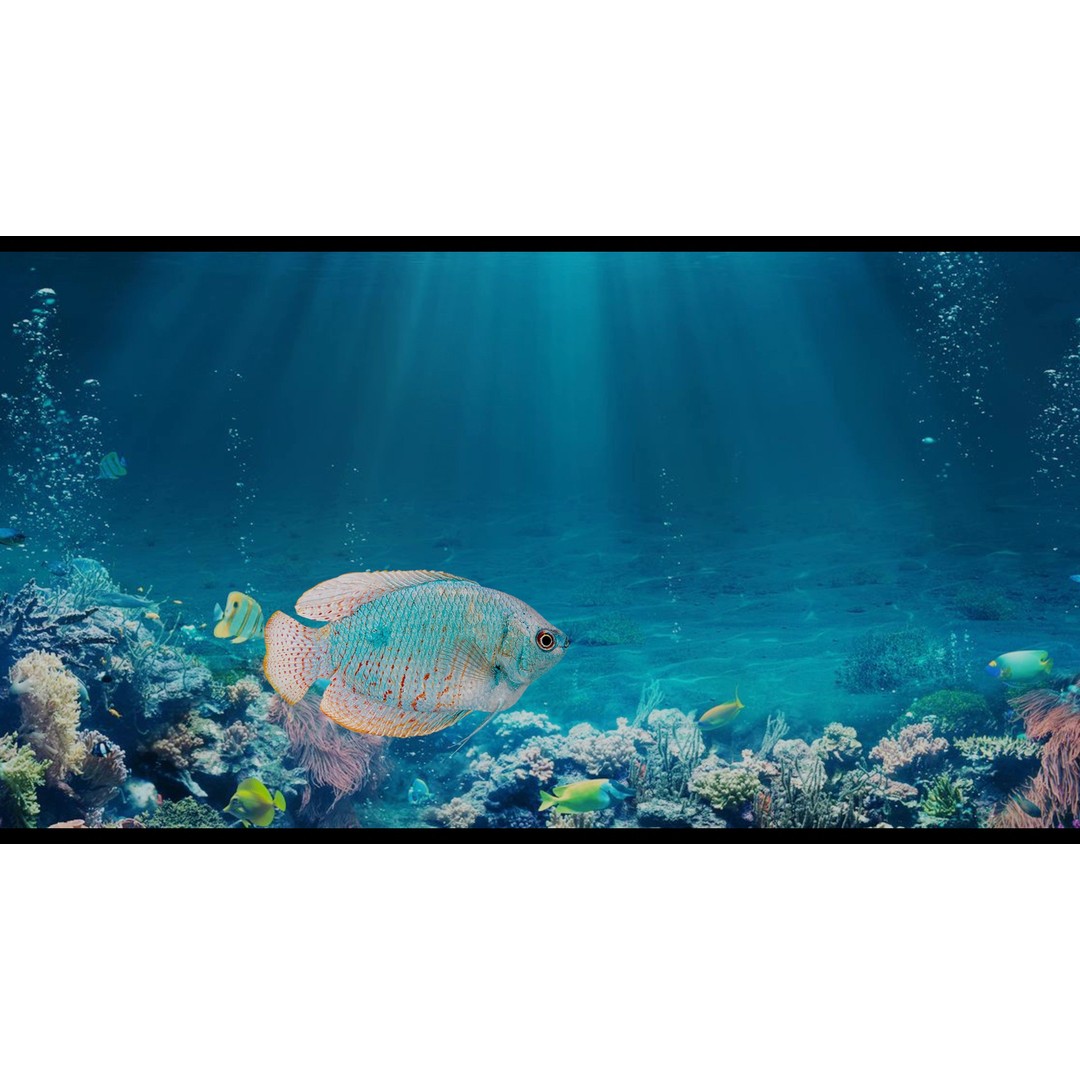 Gourami Fish 3D Model – Low Poly Game-Ready Character with Animations - View 5