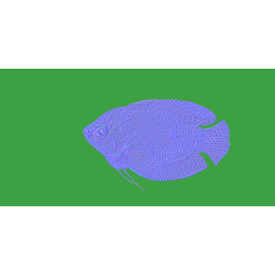 Gourami Fish 3D Model – Low Poly Game-Ready Character with Animations - View 6