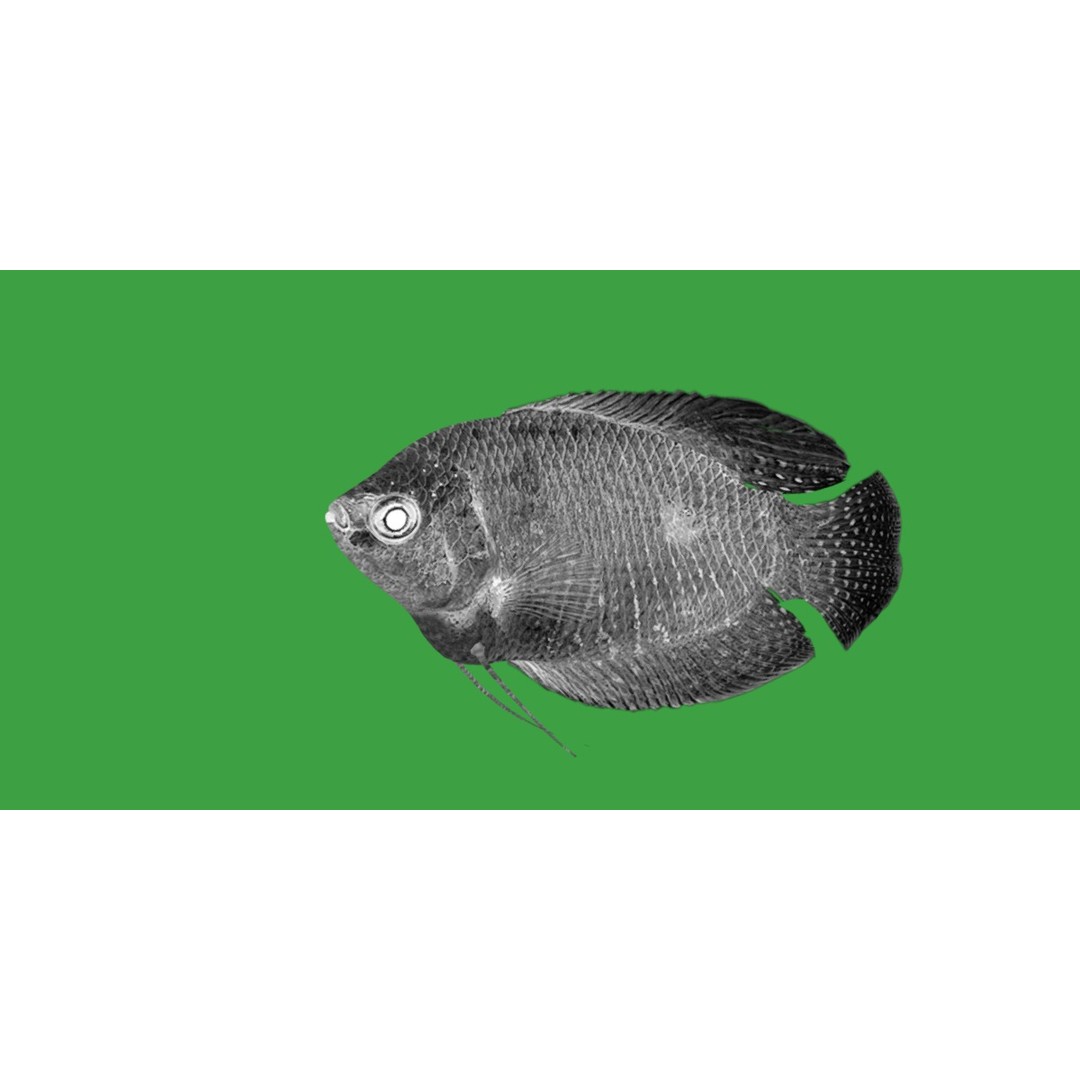 Gourami Fish 3D Model – Low Poly Game-Ready Character with Animations - View 7