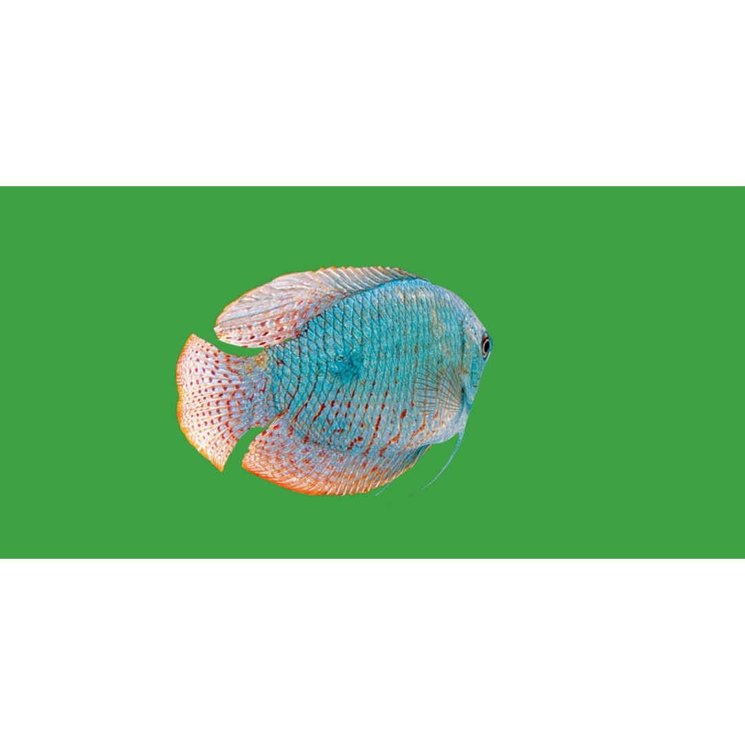 Gourami Fish 3D Model – Low Poly Game-Ready Character with Animations - View 9