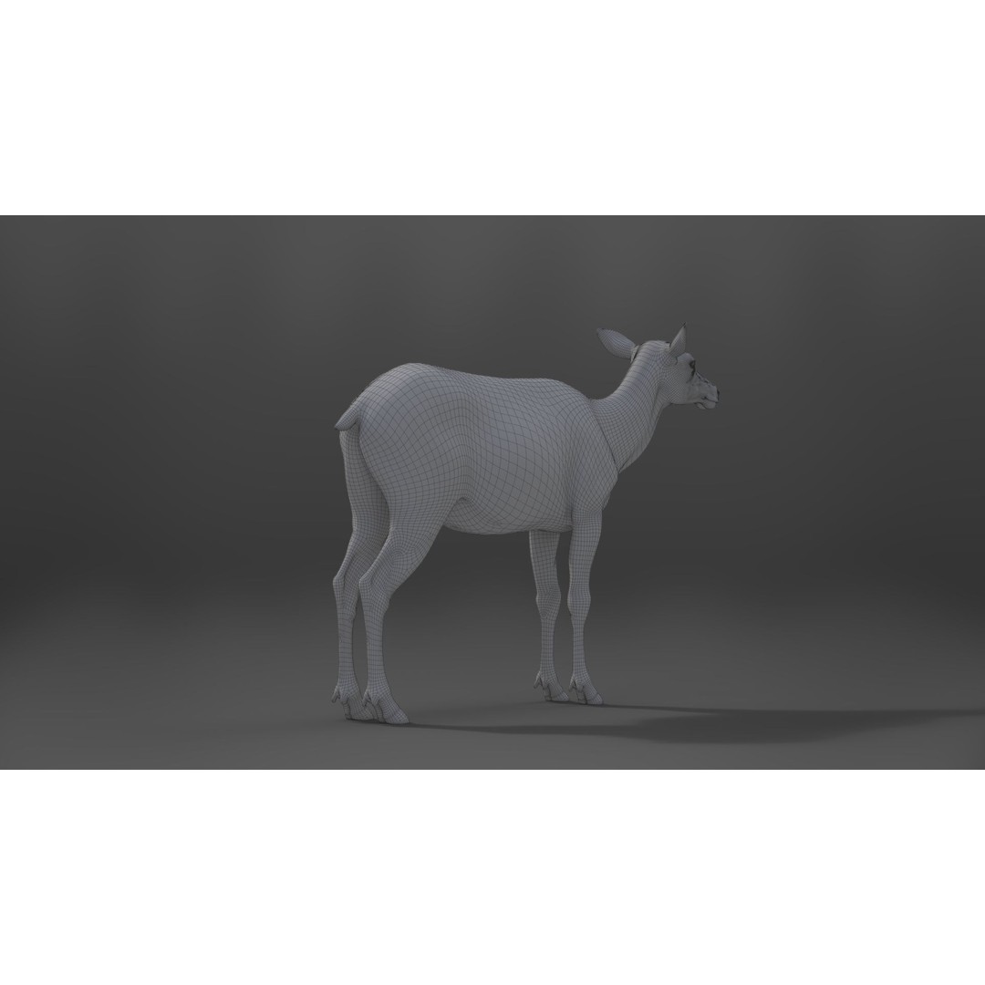 Female Canadian Deer 3D Model – Realistic Rigged Character with Animations