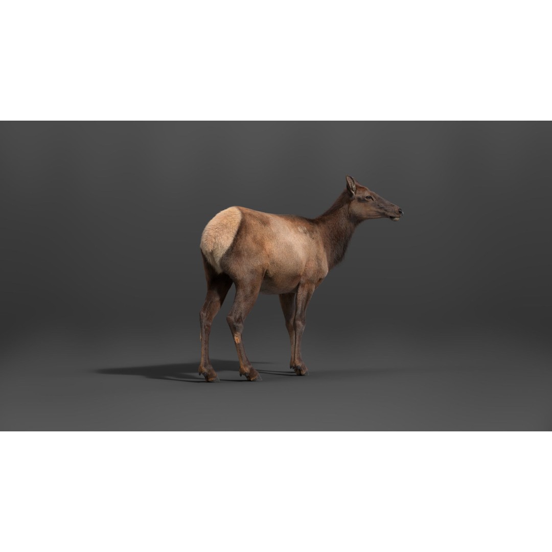 Female Canadian Deer 3D Model – Realistic Rigged Character with Animations - View 10