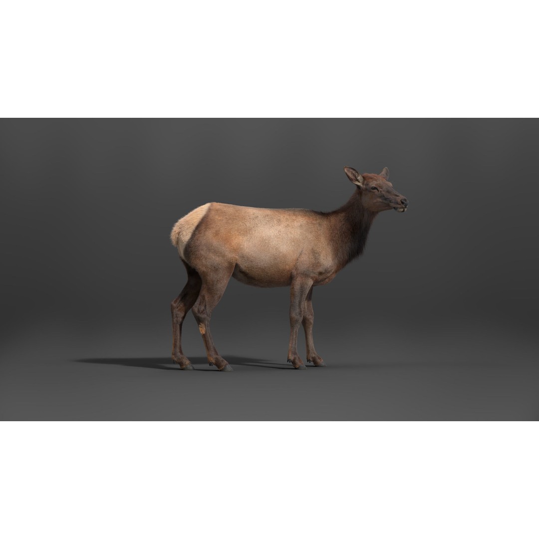 Female Canadian Deer 3D Model – Realistic Rigged Character with Animations - View 11