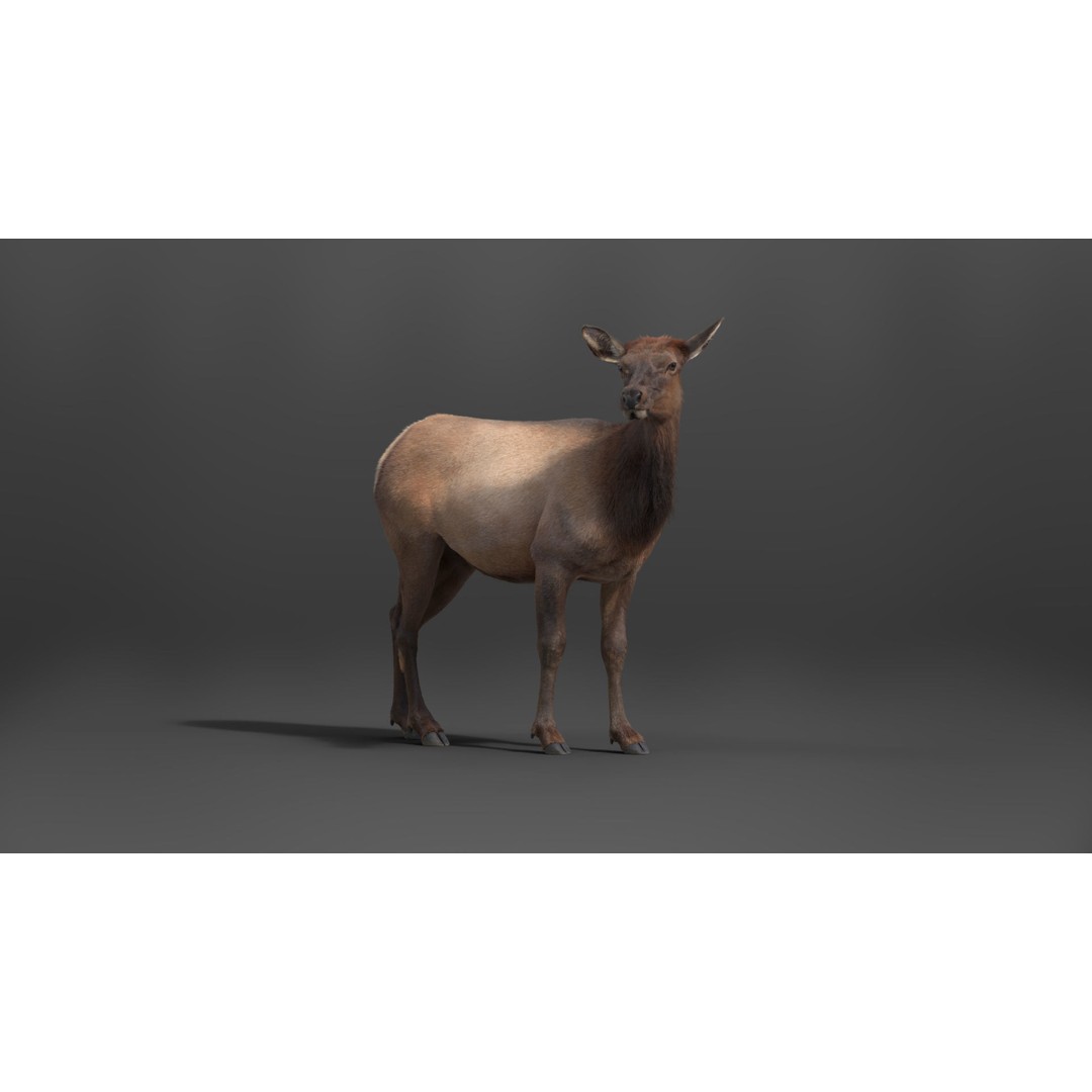 Female Canadian Deer 3D Model – Realistic Rigged Character with Animations - View 12