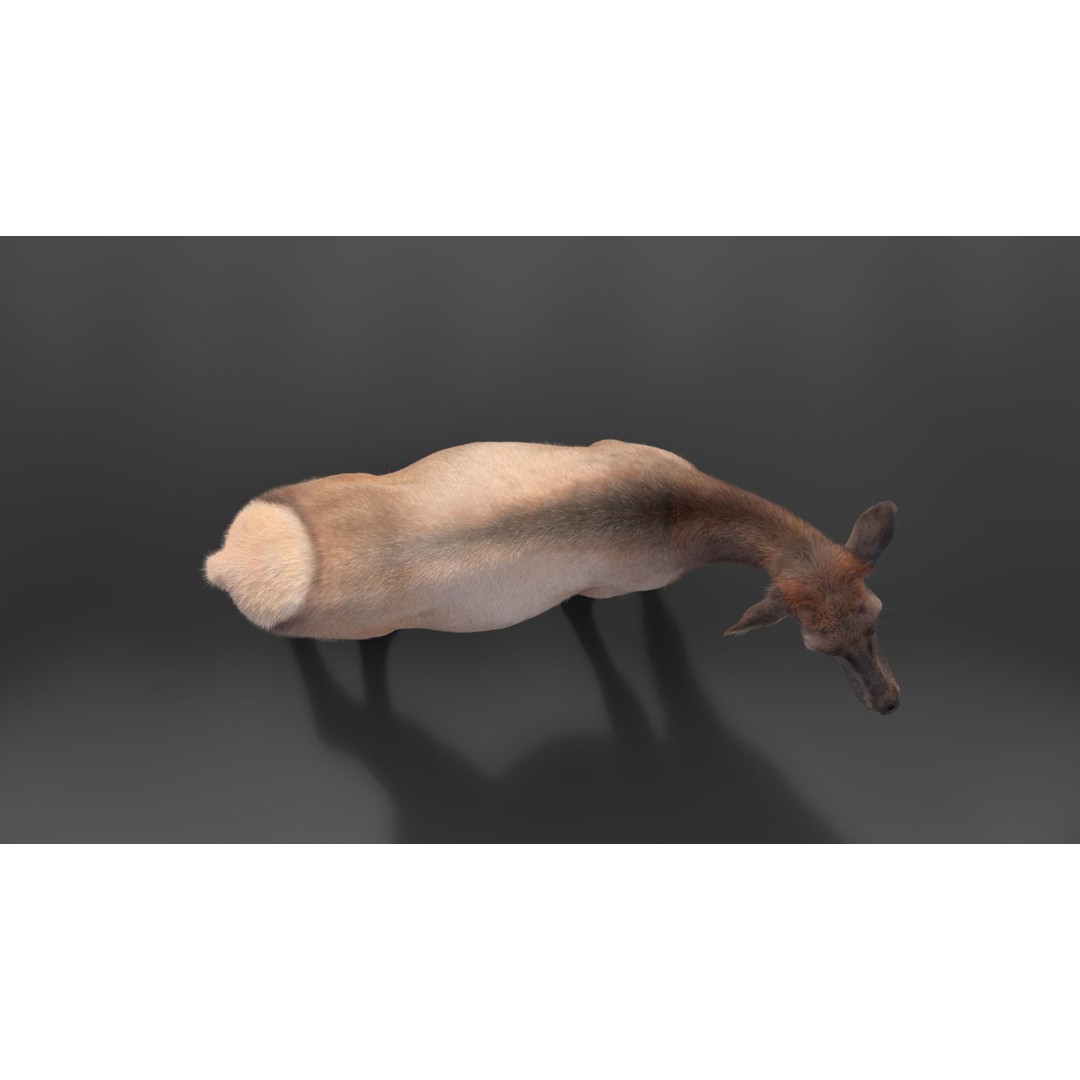 Female Canadian Deer 3D Model – Realistic Rigged Character with Animations - View 13