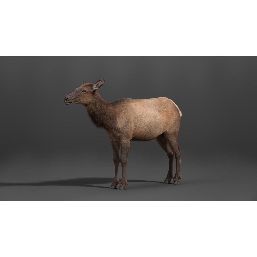Female Canadian Deer 3D Model – Realistic Rigged Character with Animations - View 14