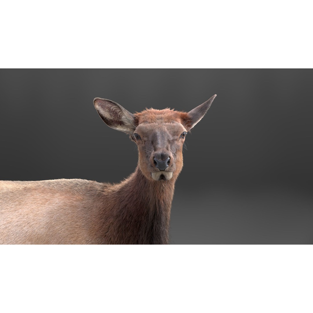 Female Canadian Deer 3D Model – Realistic Rigged Character with Animations - View 15