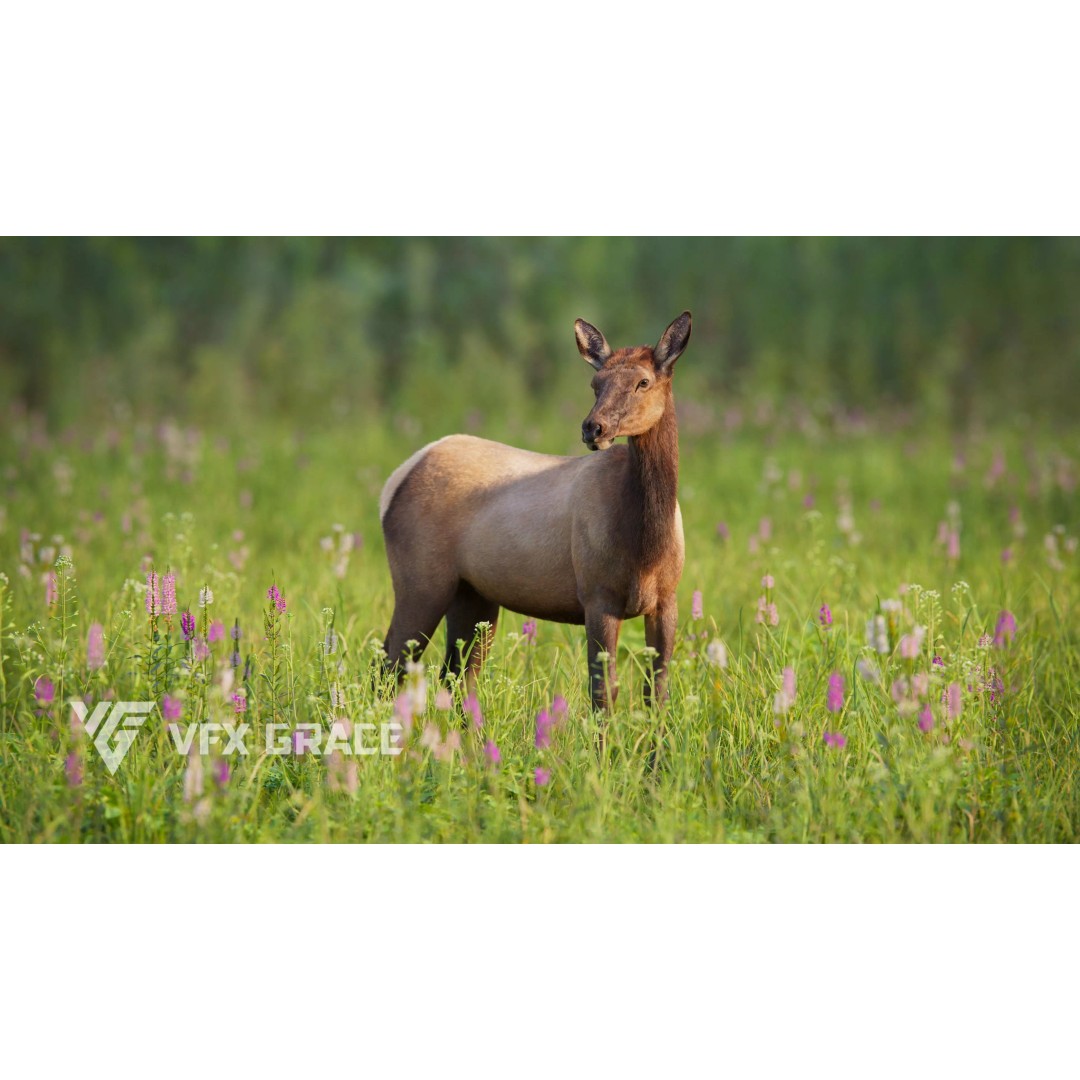 Female Canadian Deer 3D Model – Realistic Rigged Character with Animations - View 2