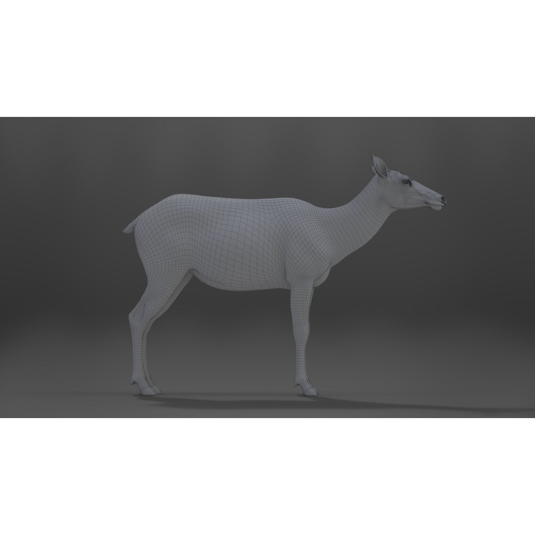 Female Canadian Deer 3D Model – Realistic Rigged Character with Animations - View 27