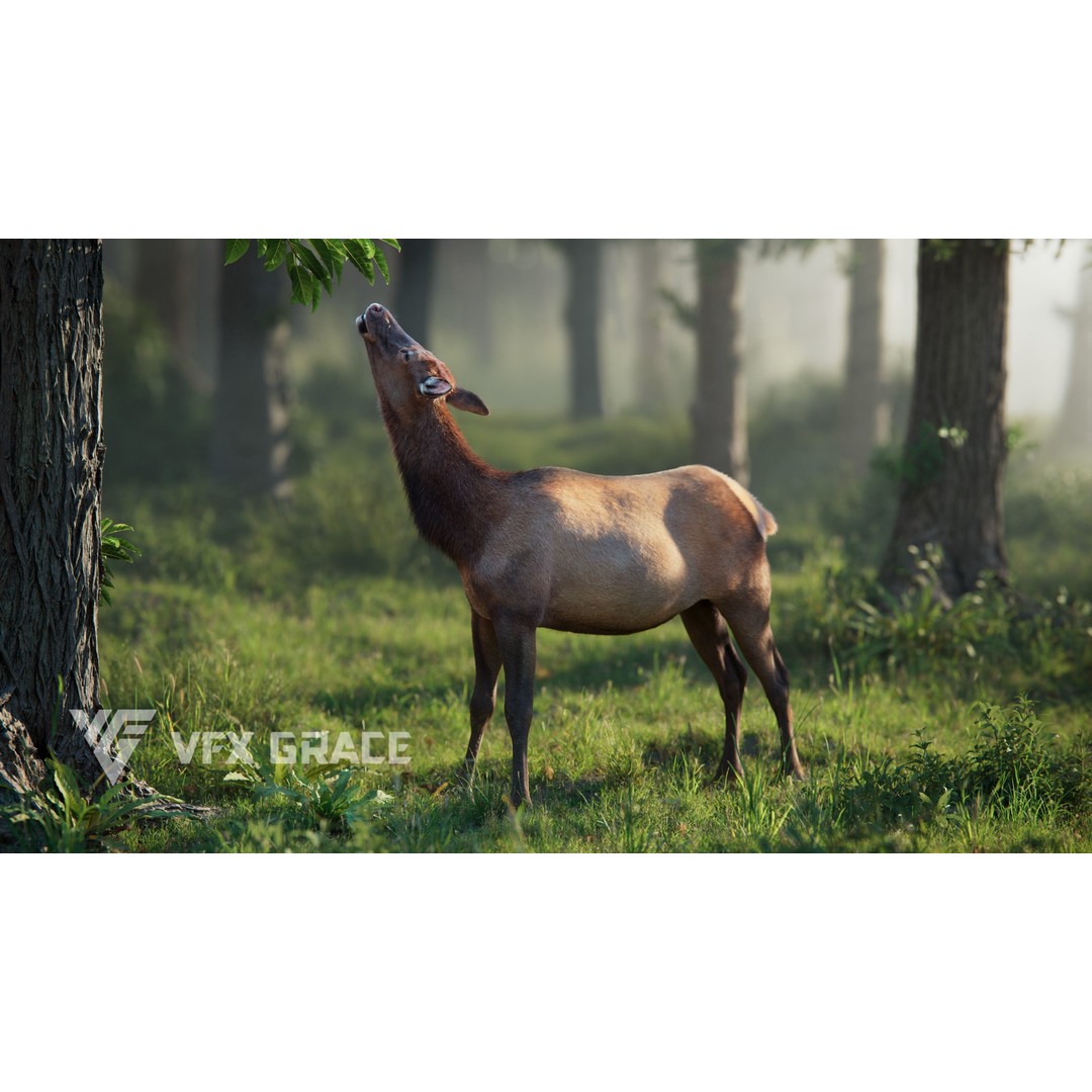Female Canadian Deer 3D Model – Realistic Rigged Character with Animations - View 4