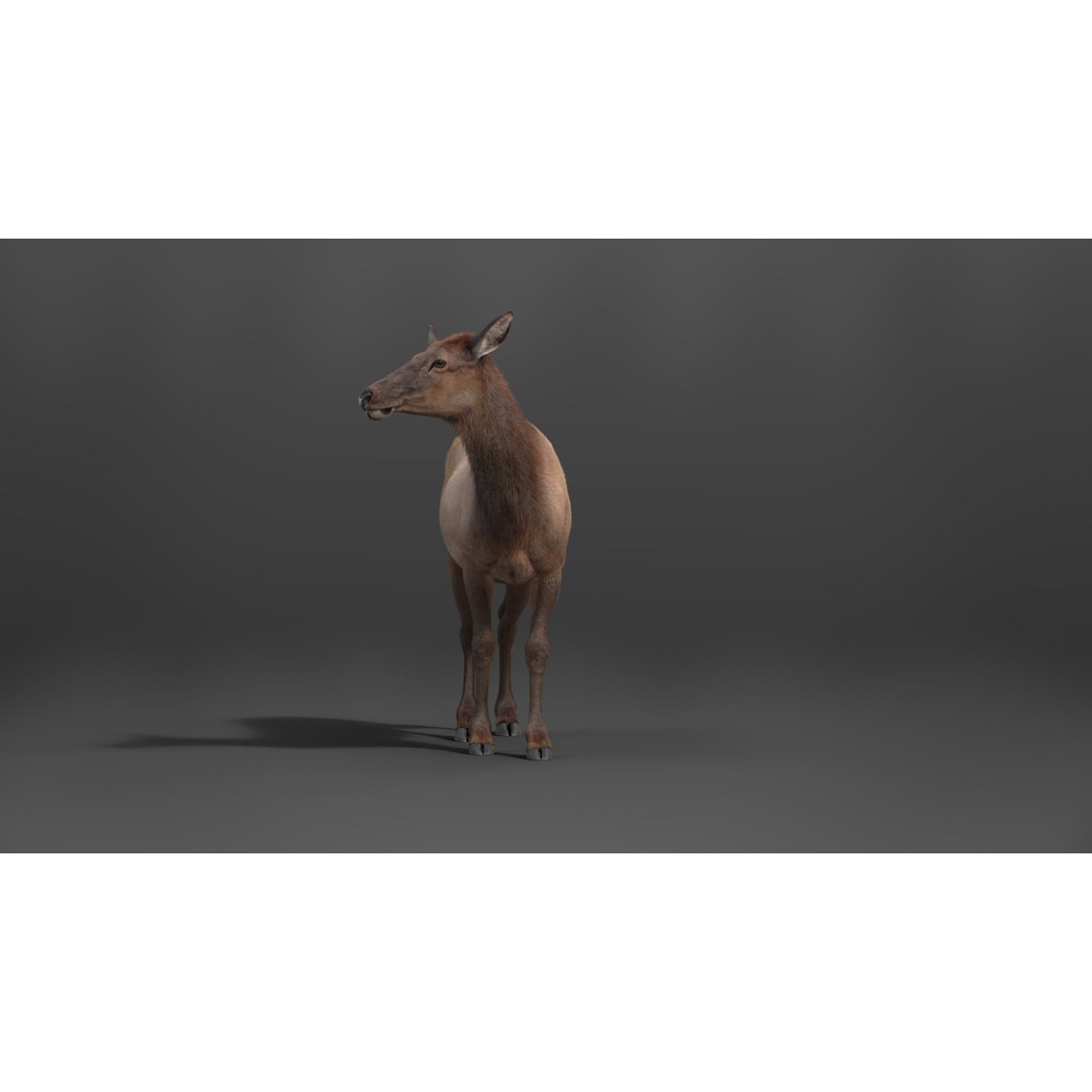 Female Canadian Deer 3D Model – Realistic Rigged Character with Animations - View 6