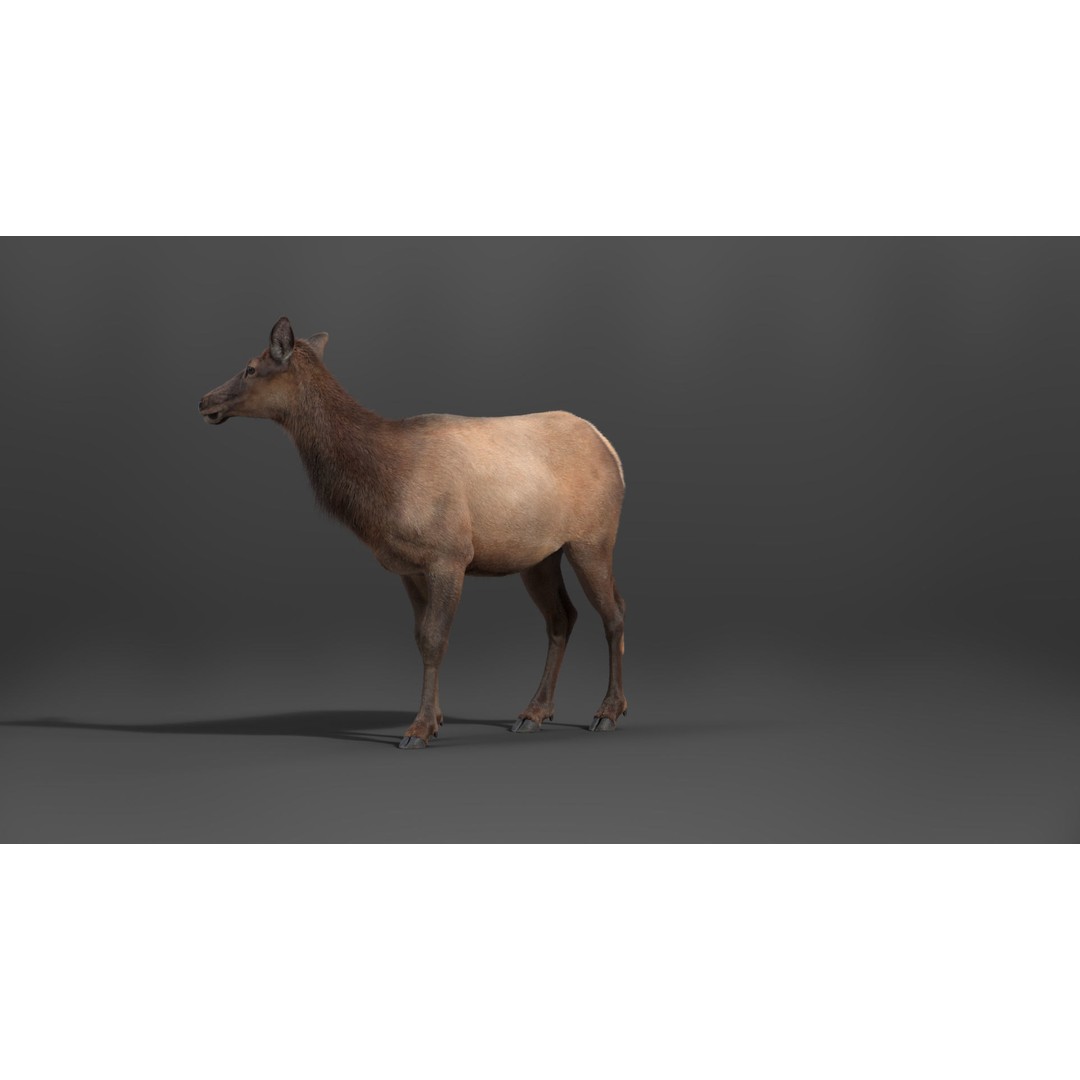 Female Canadian Deer 3D Model – Realistic Rigged Character with Animations - View 7