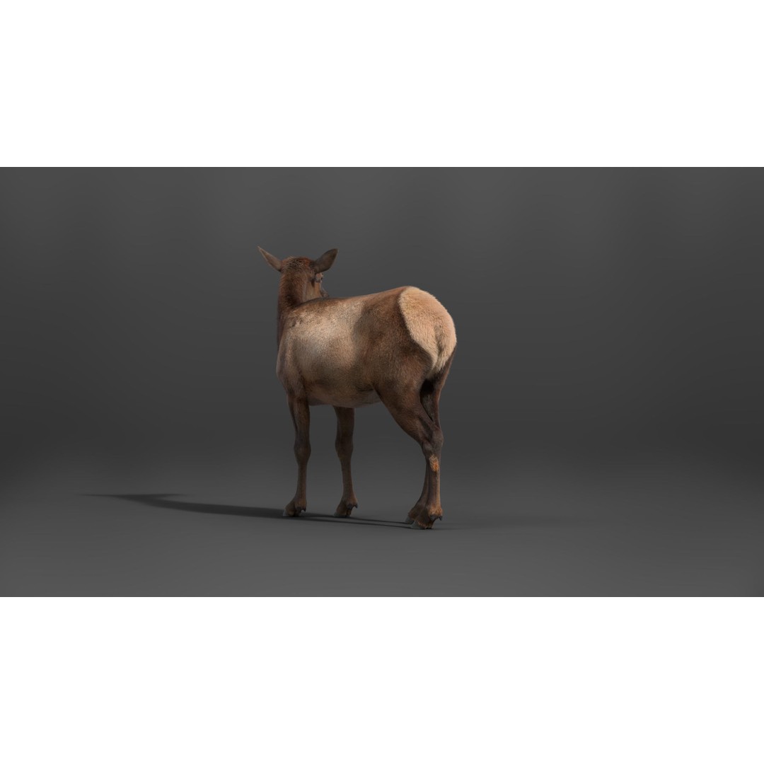 Female Canadian Deer 3D Model – Realistic Rigged Character with Animations - View 9