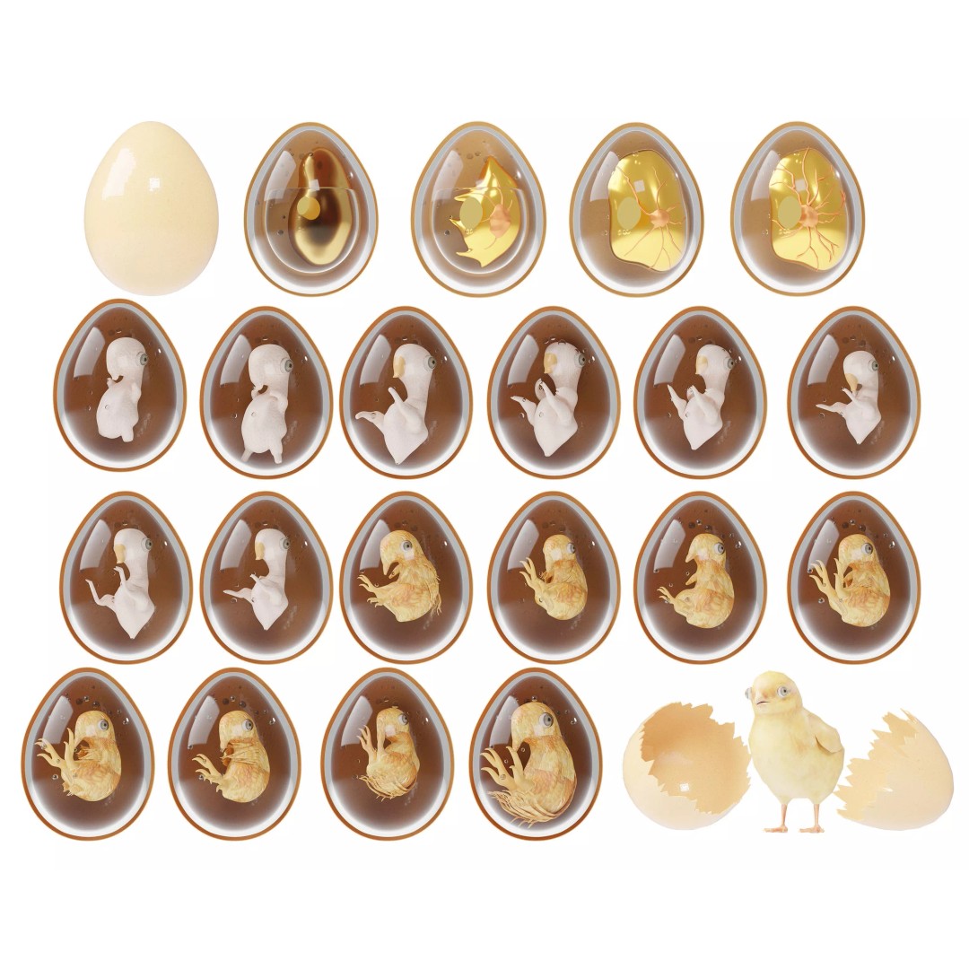 Chicken Egg Character 3D Model – Low Poly Rigged Asset, FBX, OBJ - View 3