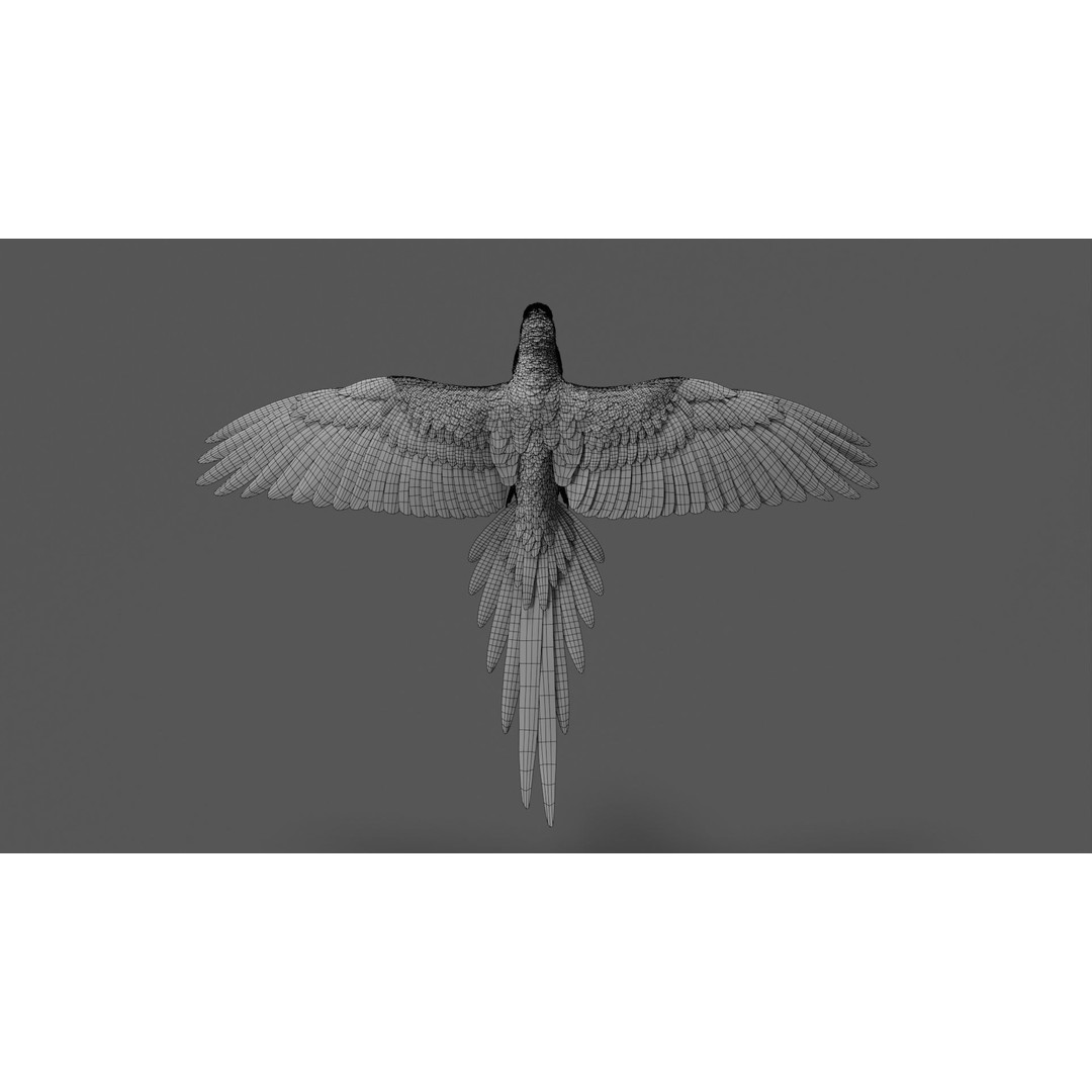 Ara Macao 3D Model – High Poly Rigged Animation with PBR Textures - View 17