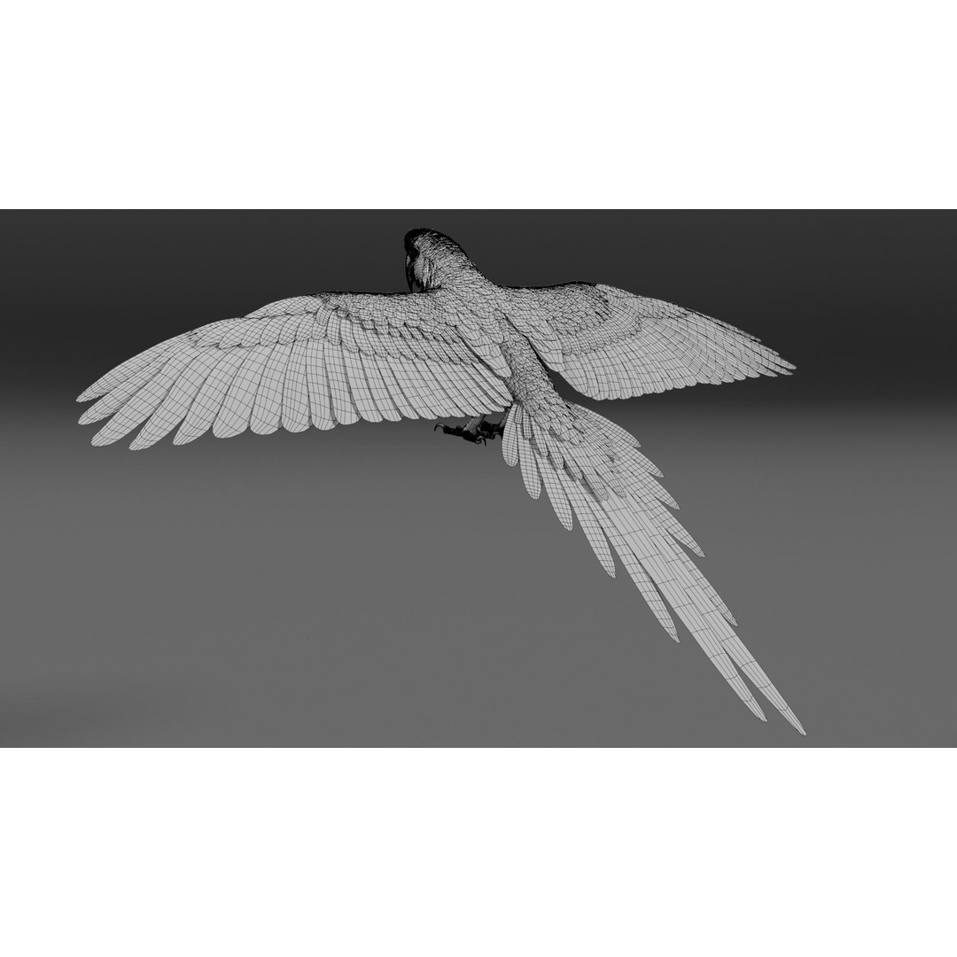 Ara Macao 3D Model – High Poly Rigged Animation with PBR Textures - View 19