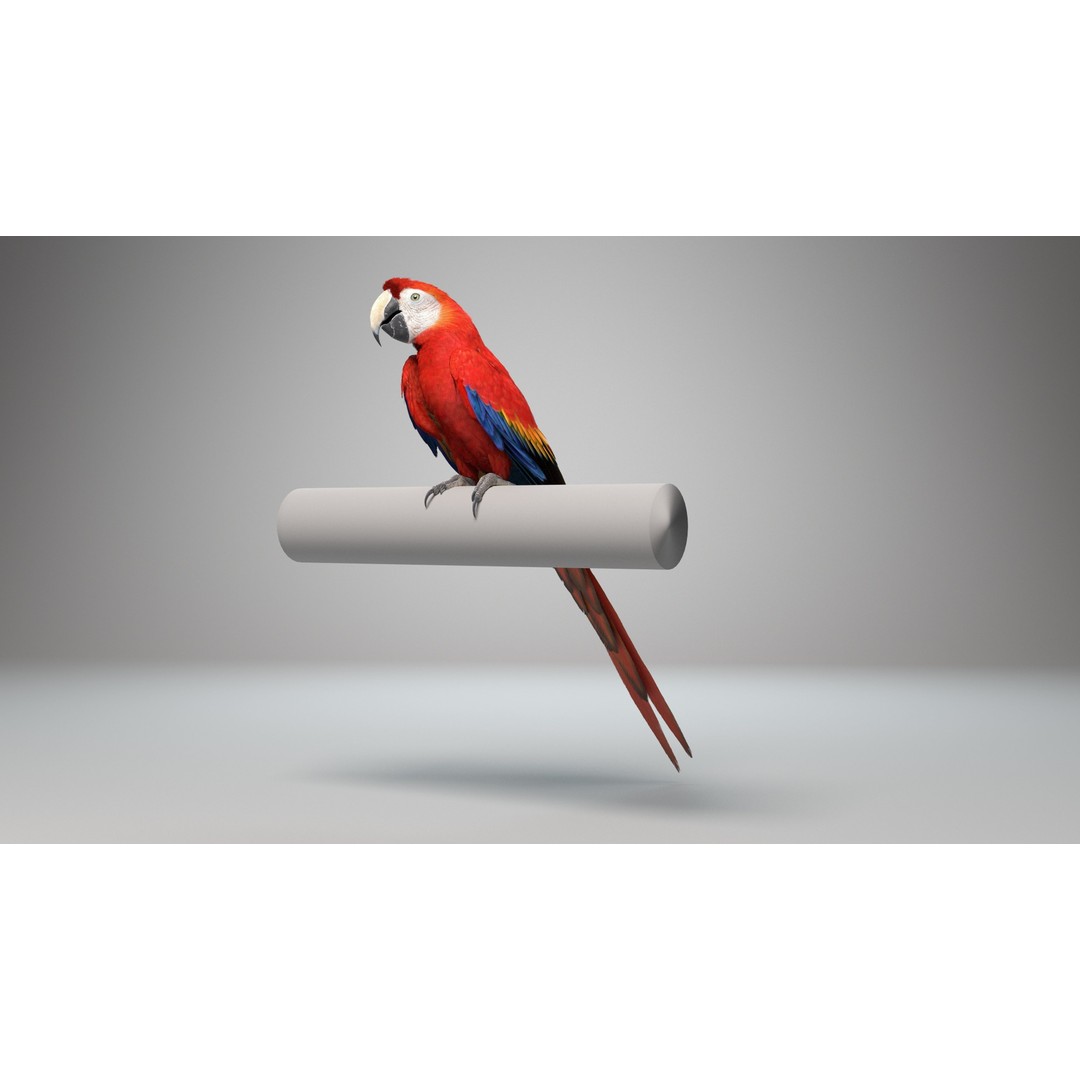 Ara Macao 3D Model – High Poly Rigged Animation with PBR Textures - View 3