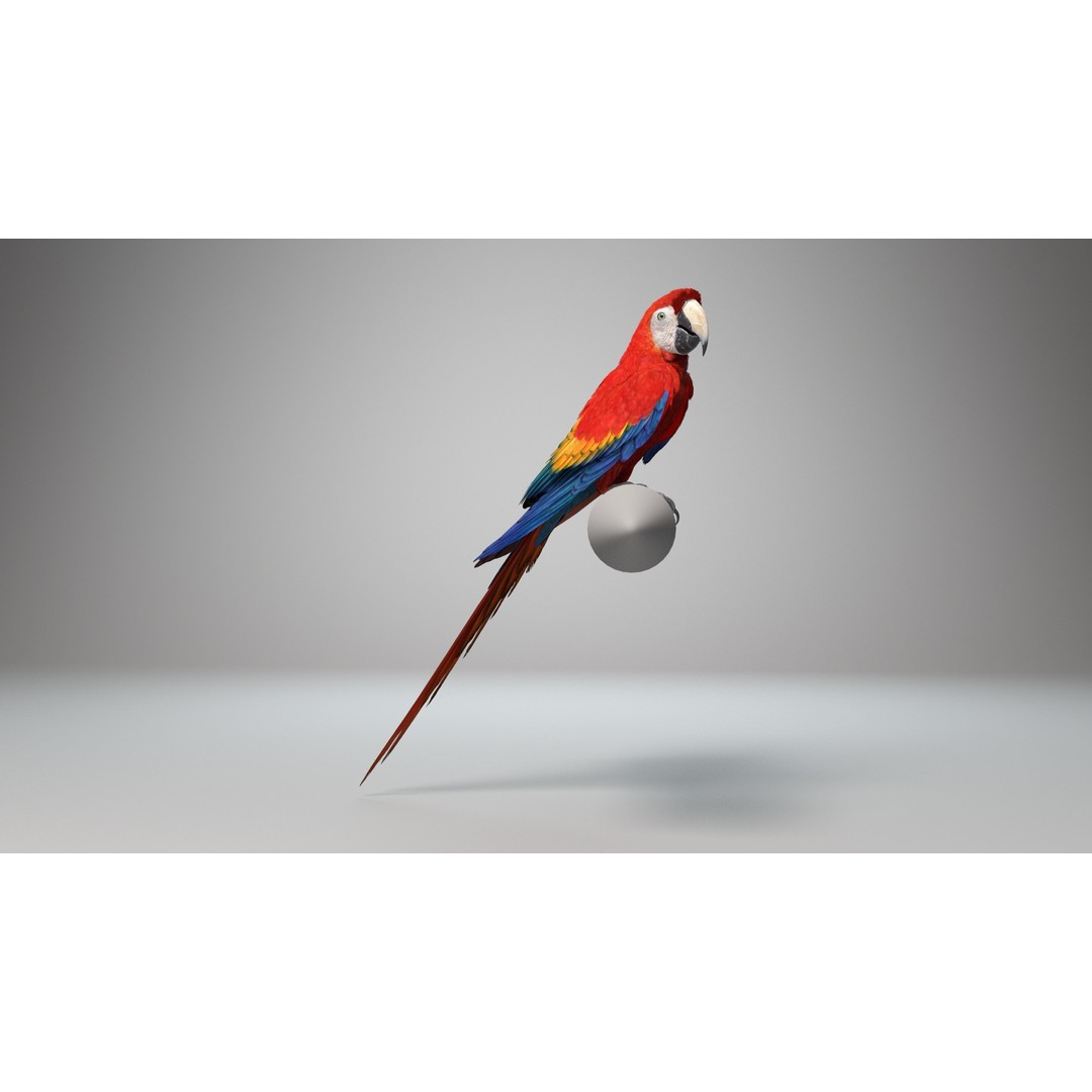 Ara Macao 3D Model – High Poly Rigged Animation with PBR Textures - View 4