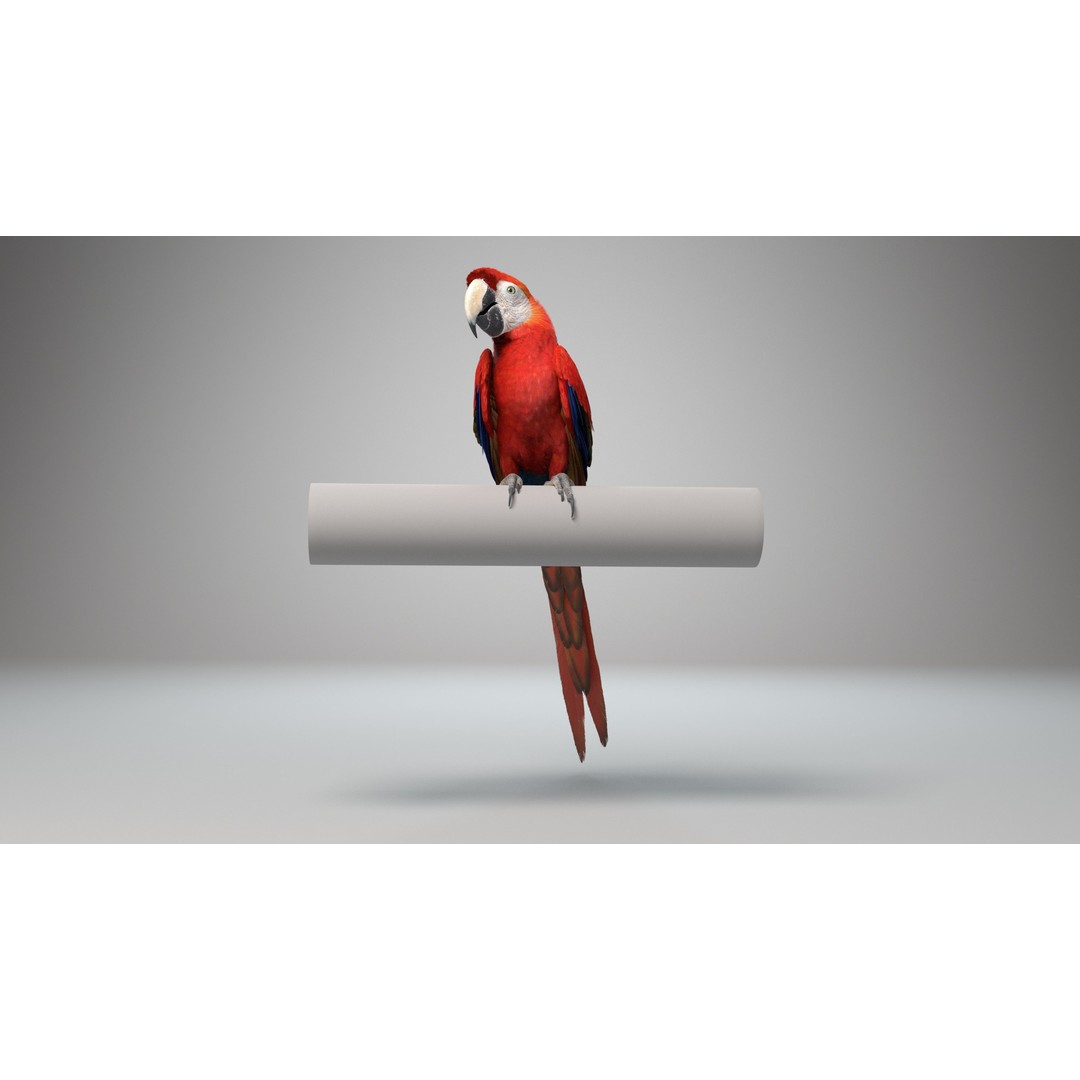 Ara Macao 3D Model – High Poly Rigged Animation with PBR Textures - View 6