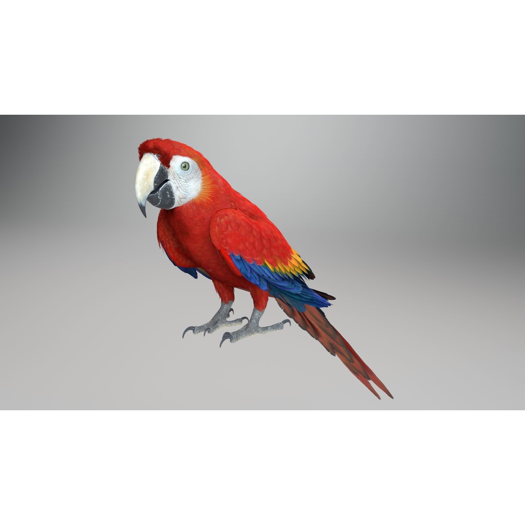Ara Macao 3D Model – High Poly Rigged Animation with PBR Textures - View 8