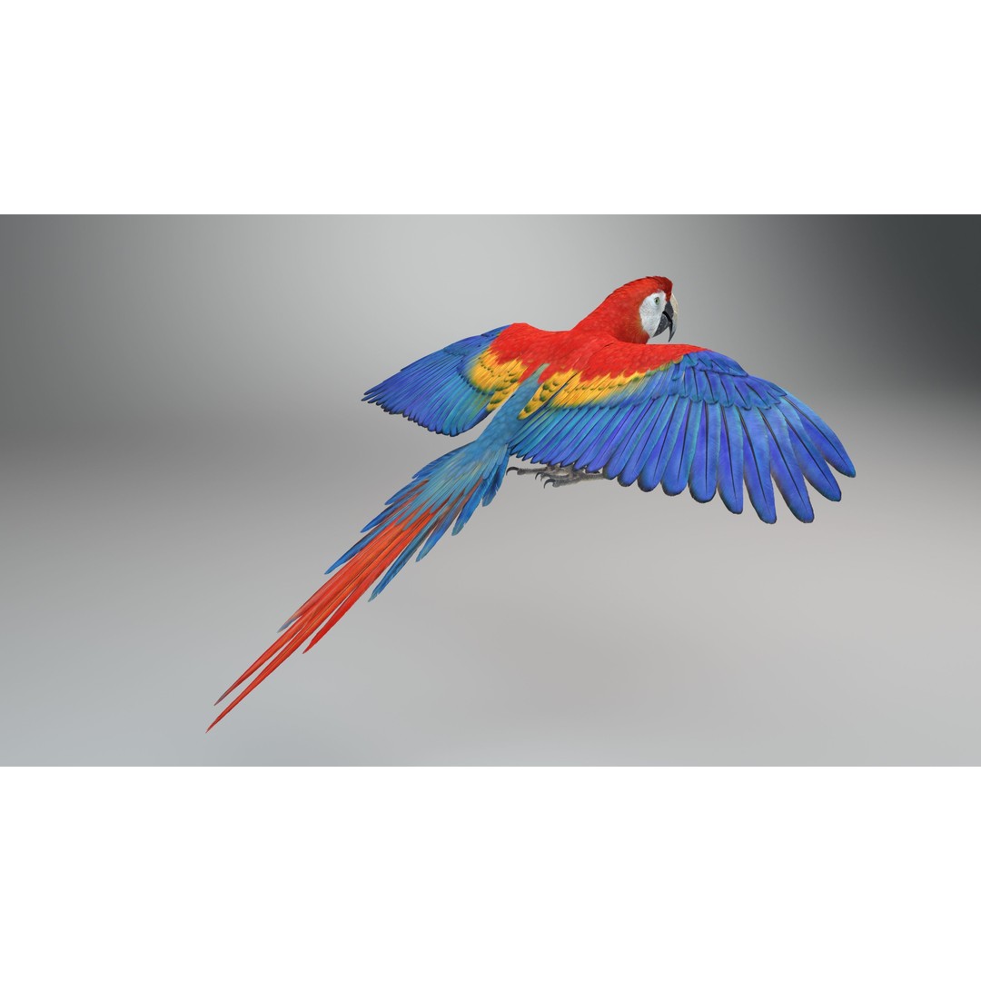 Ara Macao 3D Model – High Poly Rigged Animation with PBR Textures - View 9