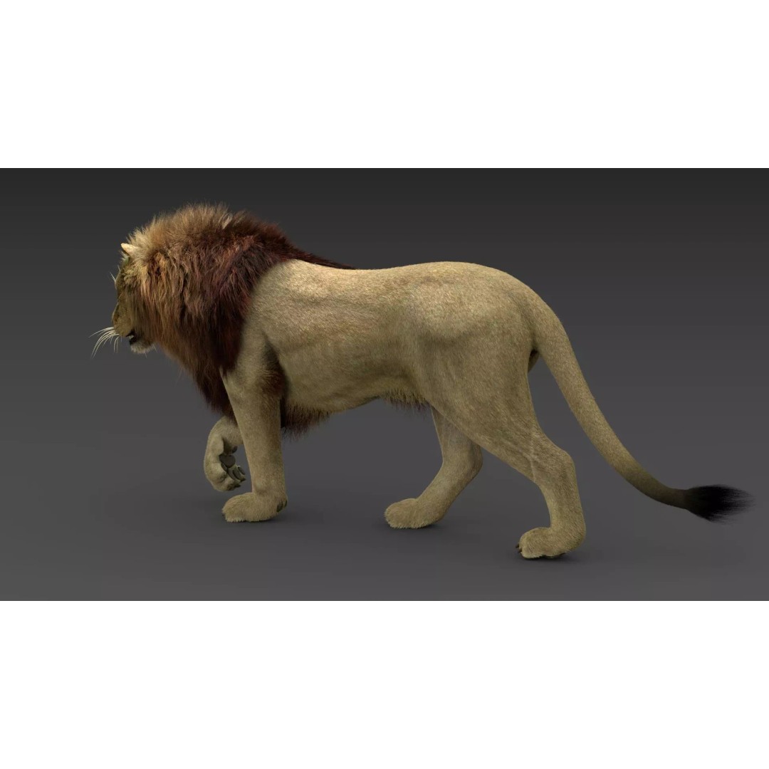 Lion 3D Model – Realistic Fur Animated Rigged Asset, FBX - View 10