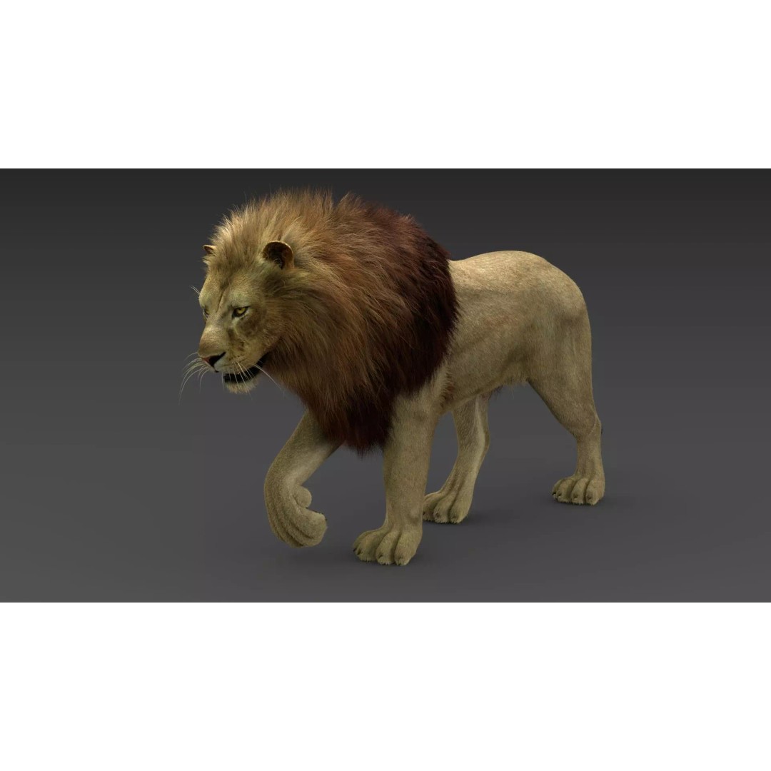 Lion 3D Model – Realistic Fur Animated Rigged Asset, FBX - View 11