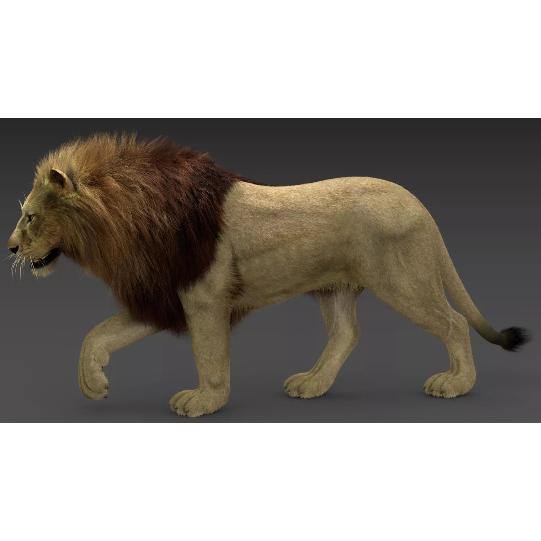 Lion 3D Model – Realistic Fur Animated Rigged Asset, FBX - View 13