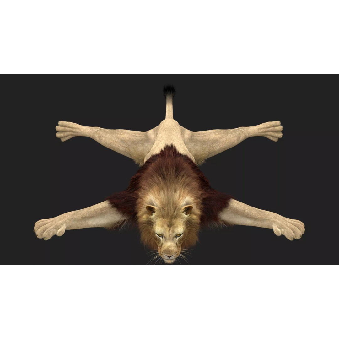 Lion 3D Model – Realistic Fur Animated Rigged Asset, FBX - View 14