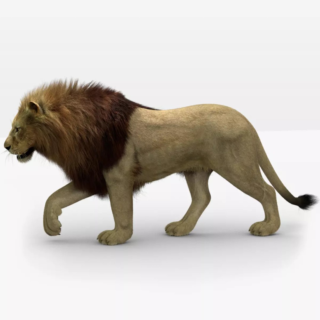 Lion 3D Model – Realistic Fur Animated Rigged Asset, FBX - View 2