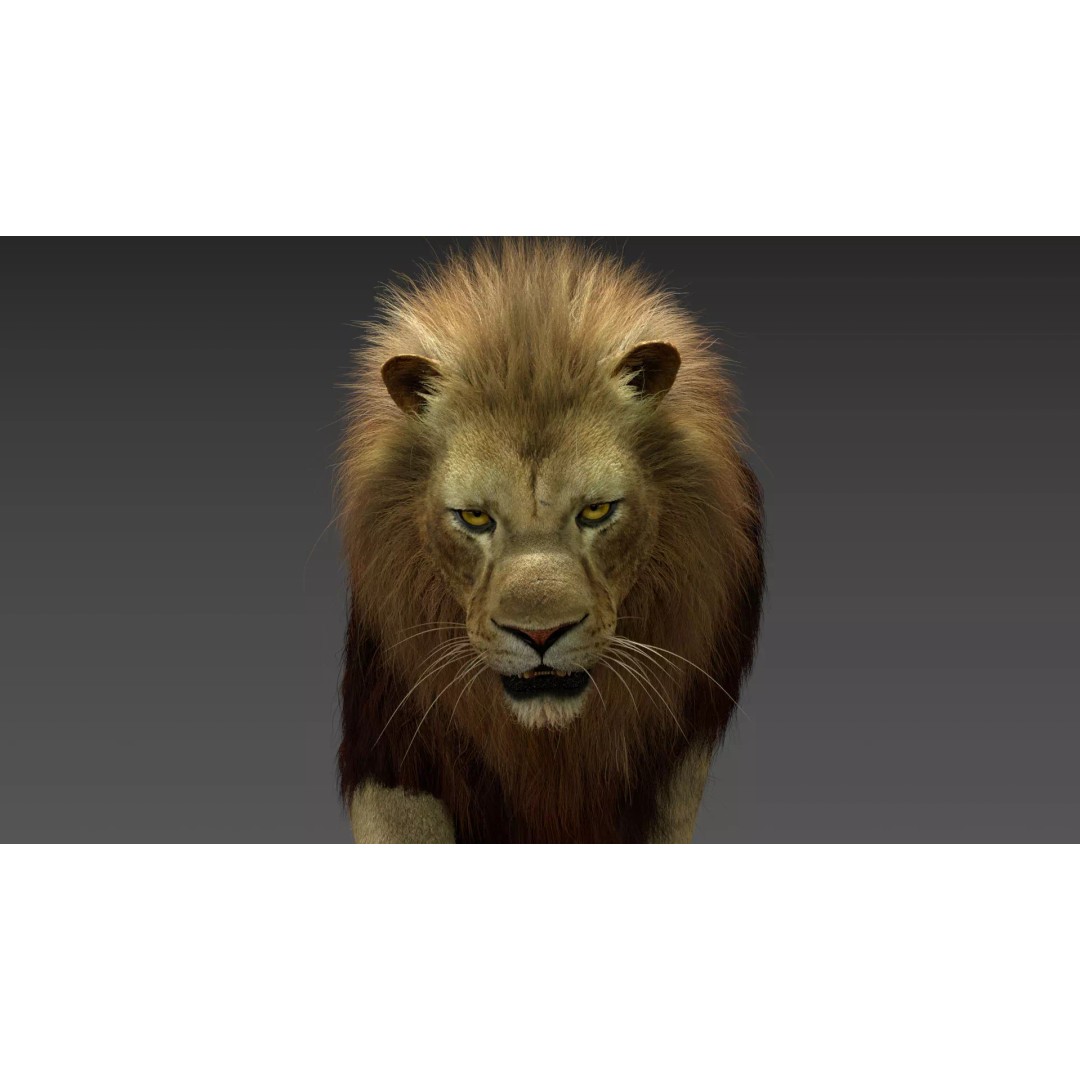 Lion 3D Model – Realistic Fur Animated Rigged Asset, FBX - View 3