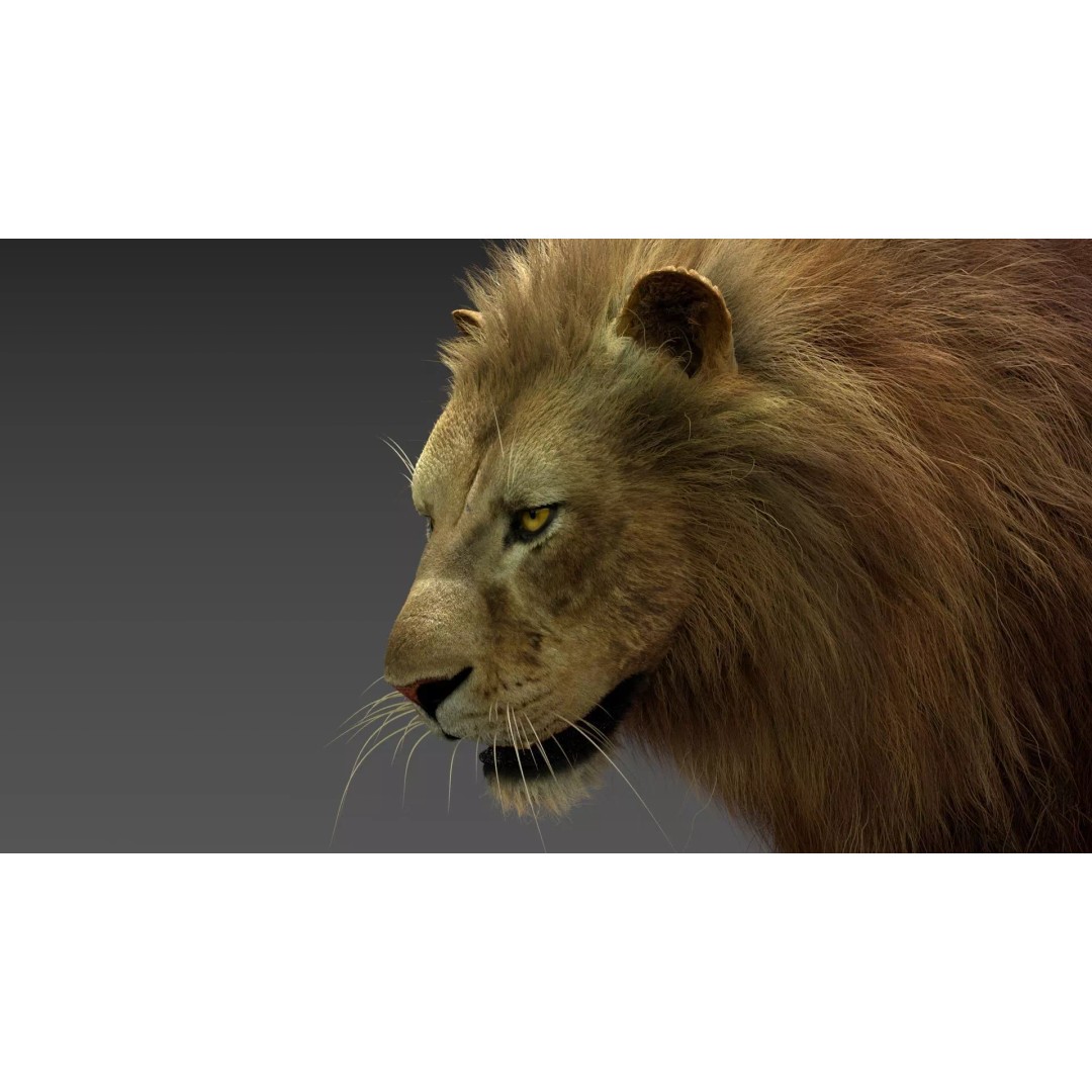 Lion 3D Model – Realistic Fur Animated Rigged Asset, FBX - View 4